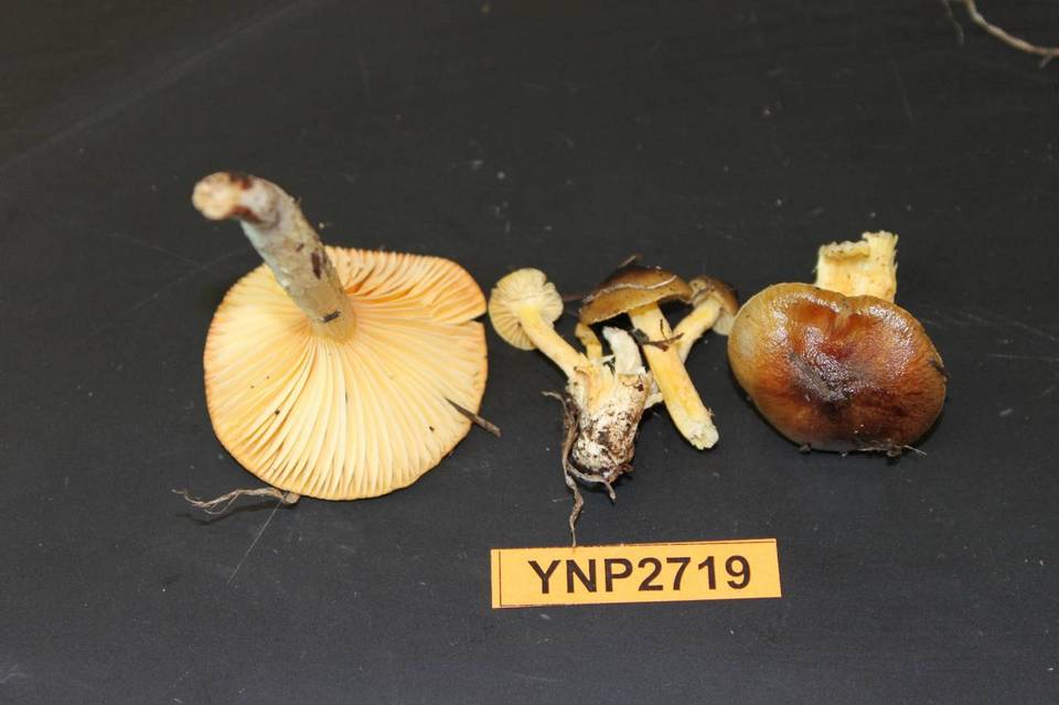 Hygrophorus siccipes image