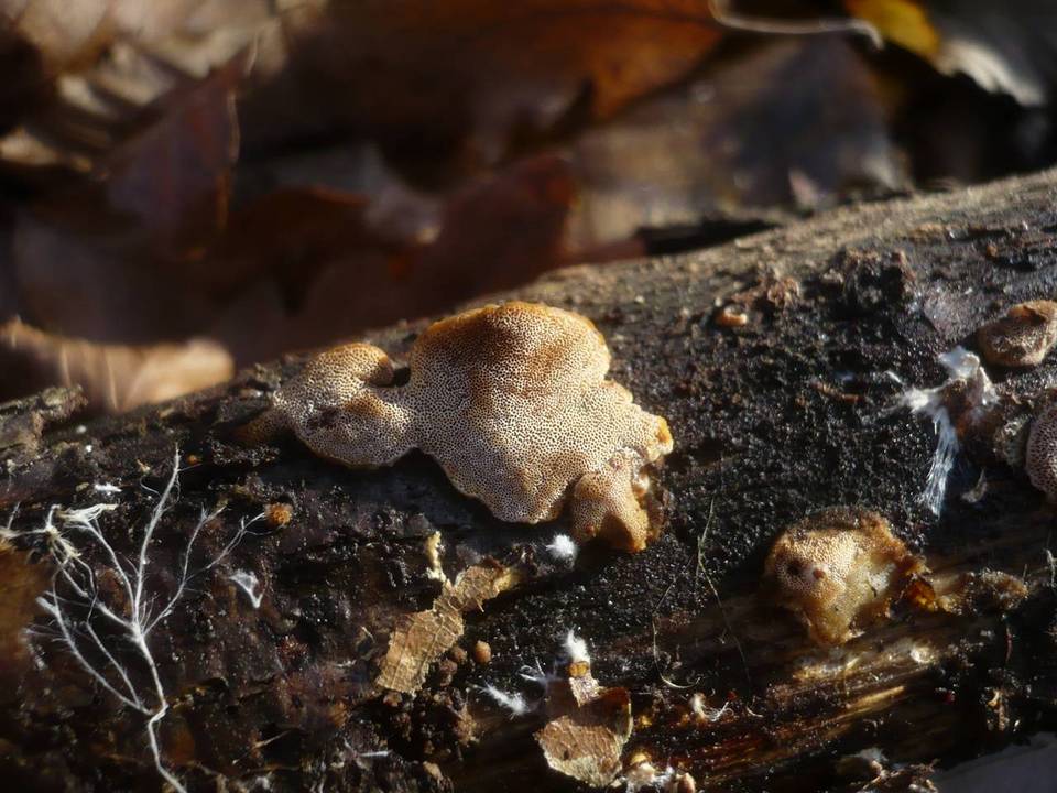 Antrodiella fragrans image
