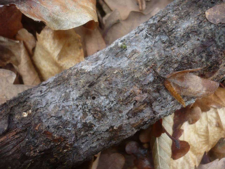 Tulasnella pallida image