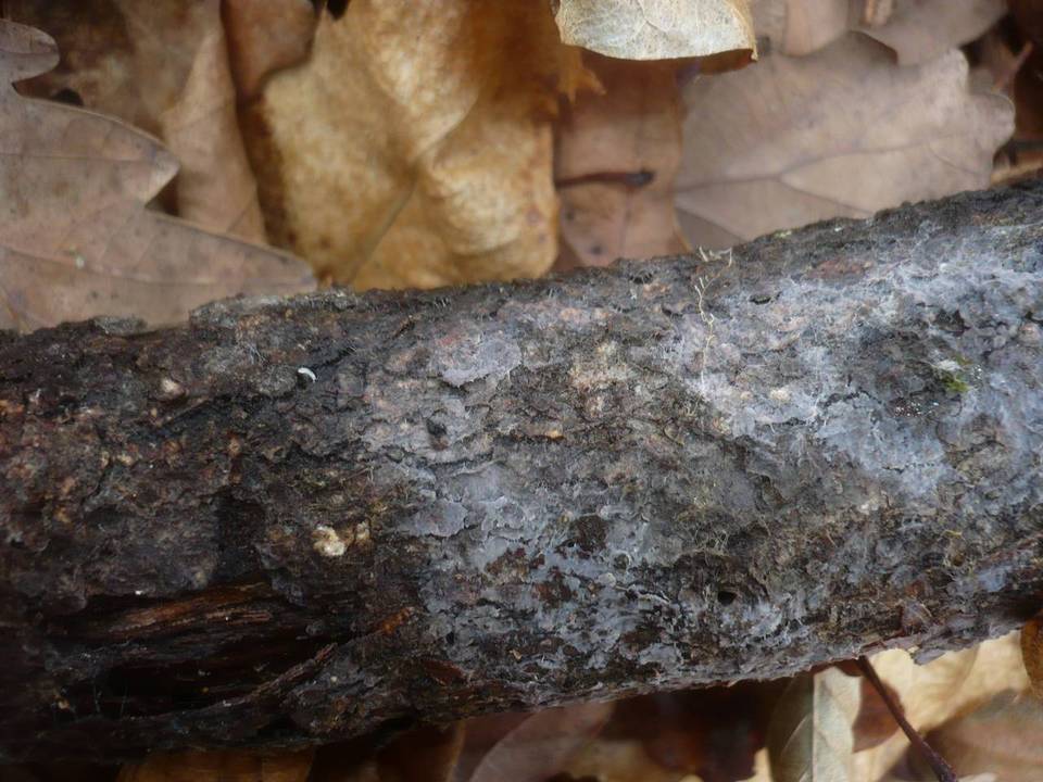 Tulasnella pallida image