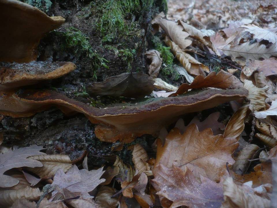 Fuscoporia torulosa image