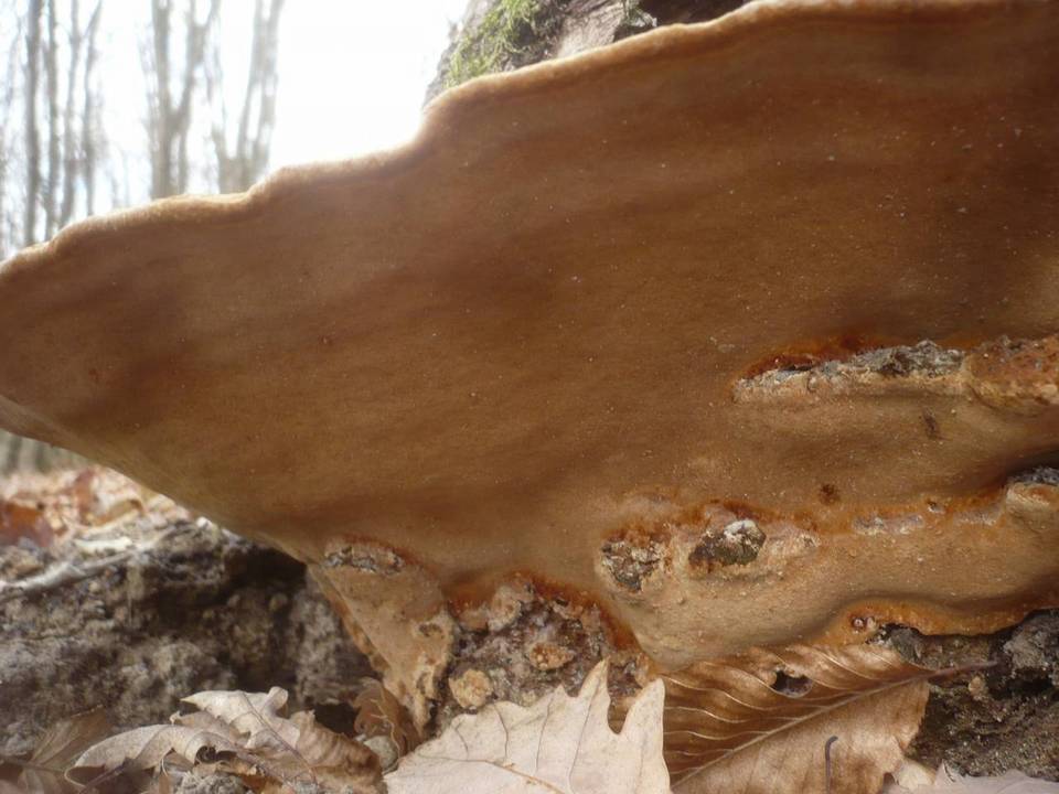 Fuscoporia torulosa image