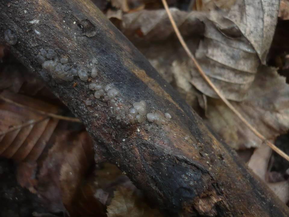 Exidia thuretiana image