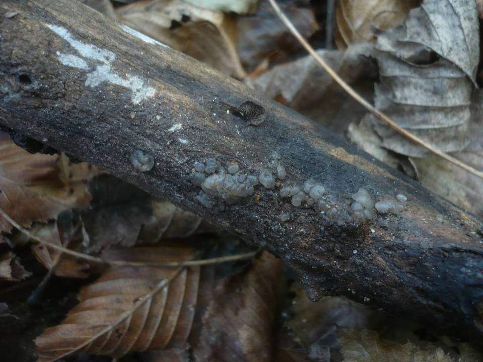 Exidia thuretiana image