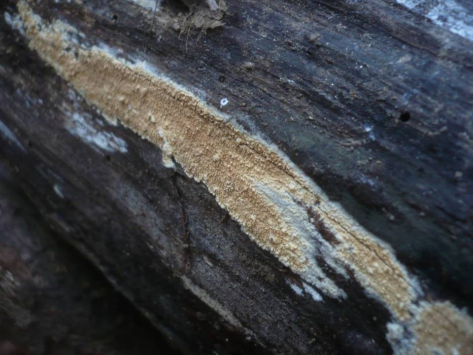 Hyphodontia quercina image