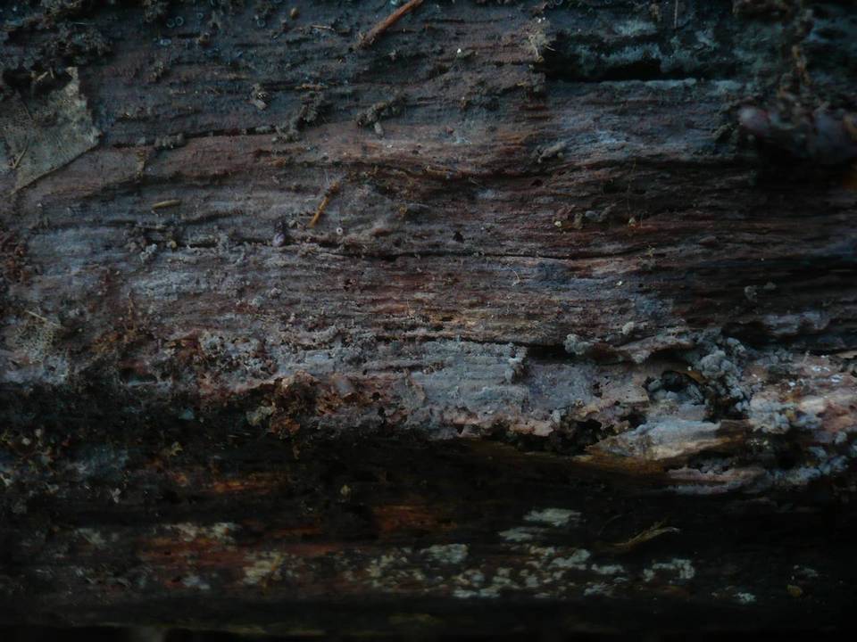 Tulasnella albida image