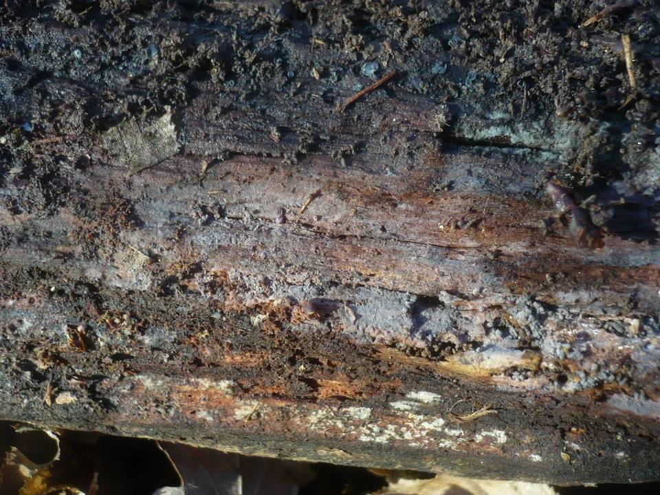 Tulasnella albida image