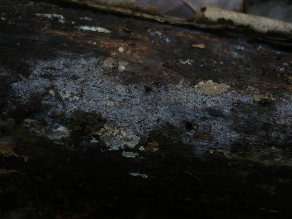 Tulasnella allantospora image