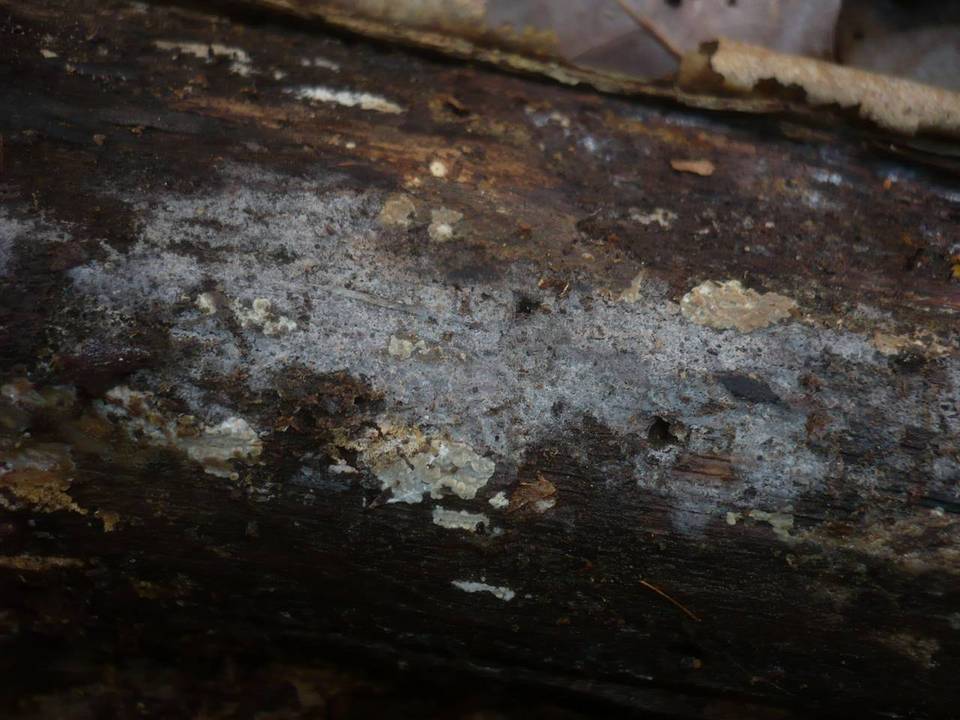 Tulasnella allantospora image