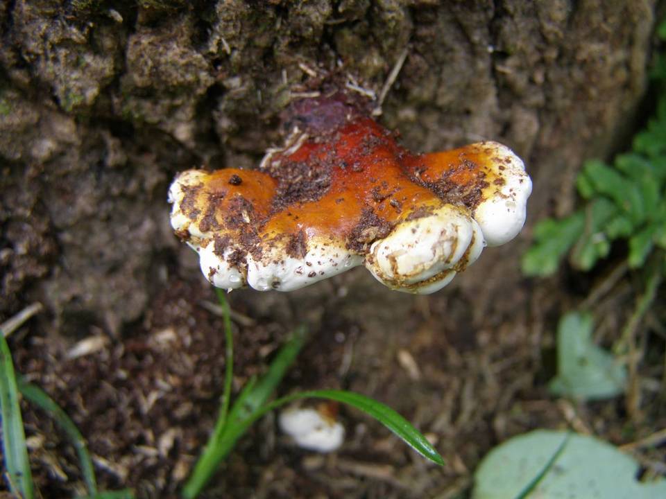 Ganoderma nitidum image