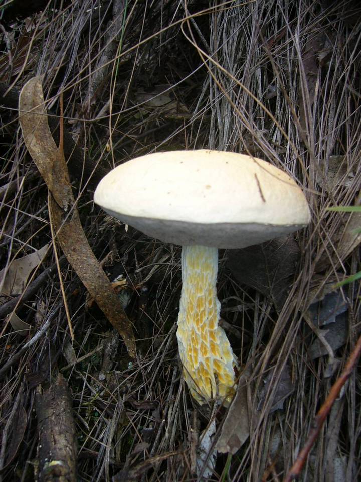 Austroboletus eburneus image