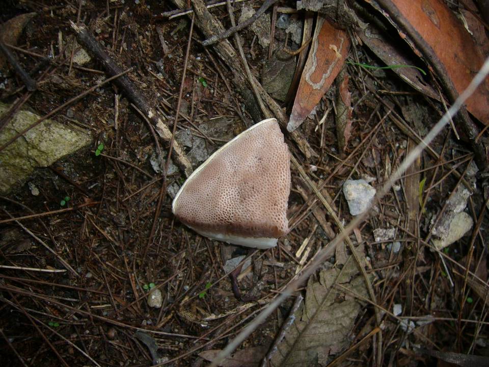 Austroboletus eburneus image
