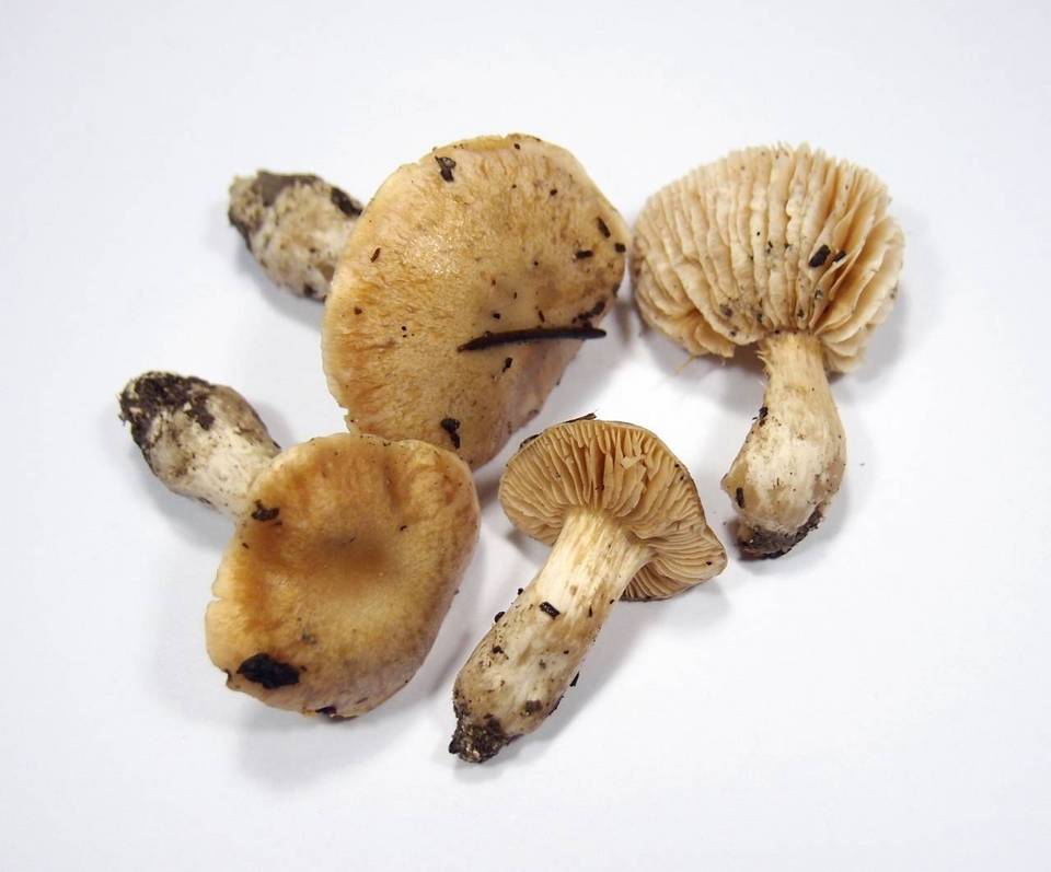 Cortinarius barbatus image