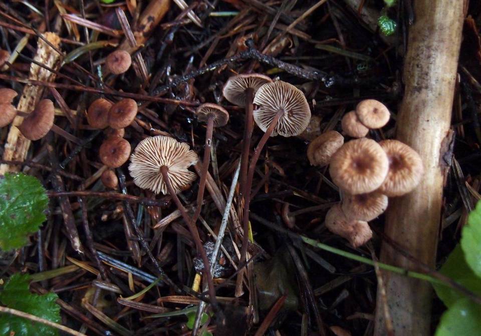 Gymnopus subpruinosus image