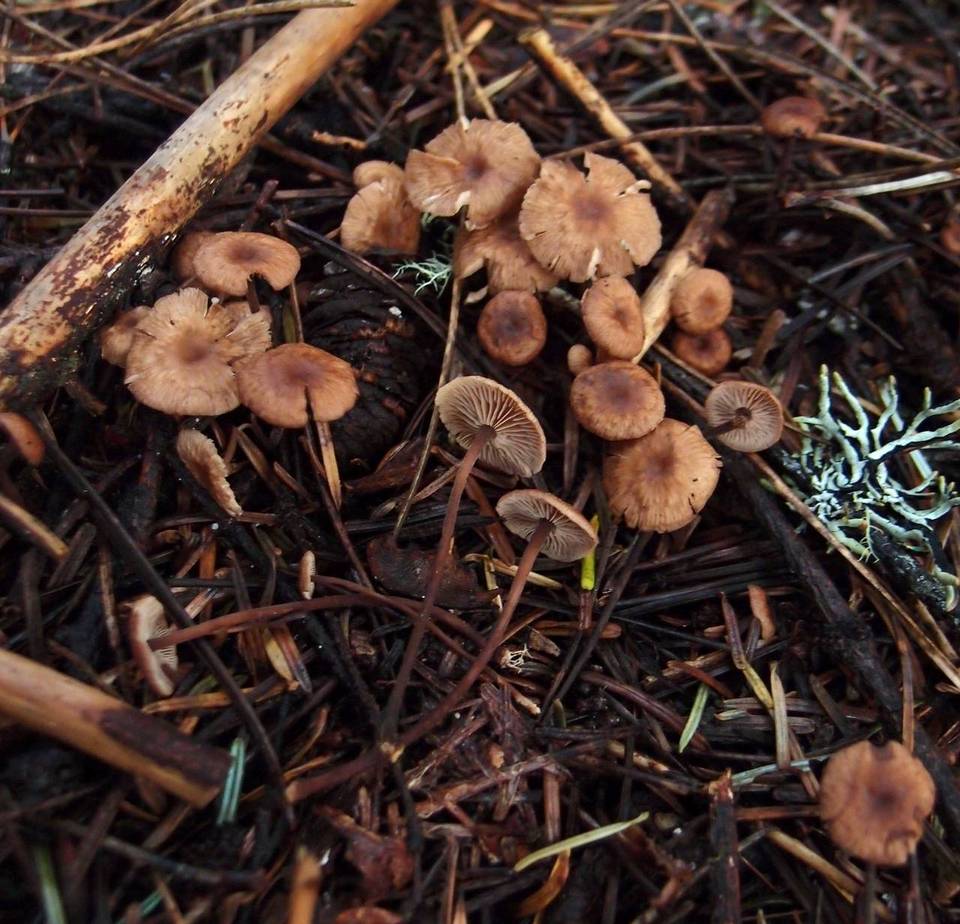 Gymnopus subpruinosus image