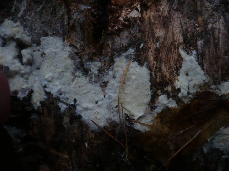 Amphinema byssoides image