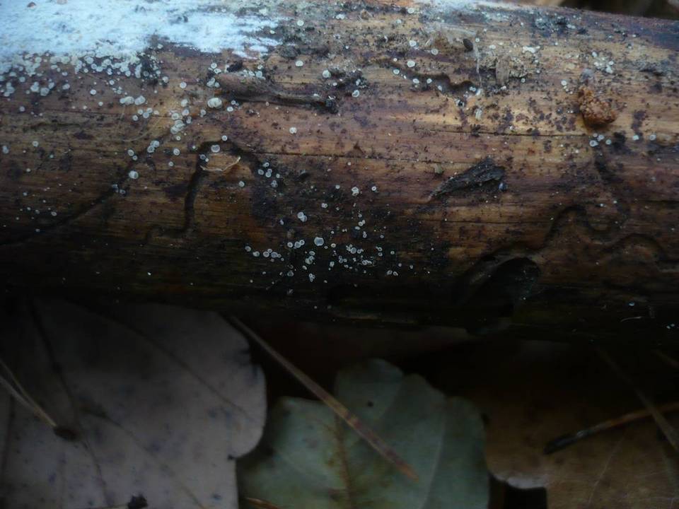 Hyaloscypha daedaleae image