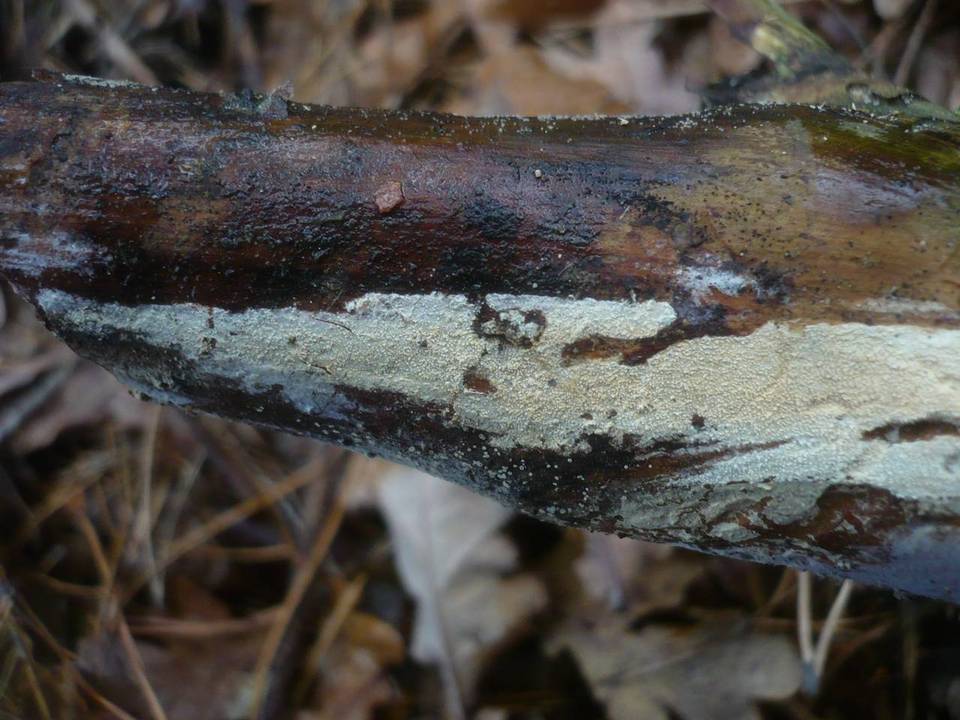 Hyphodontia alutaria image