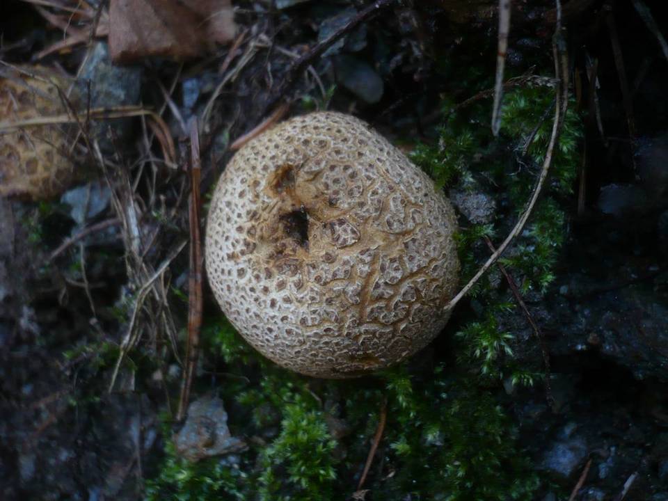 Scleroderma citrinum var. citrinum image