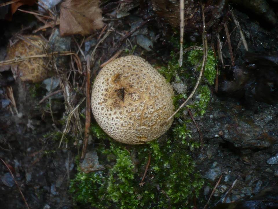 Scleroderma citrinum var. citrinum image