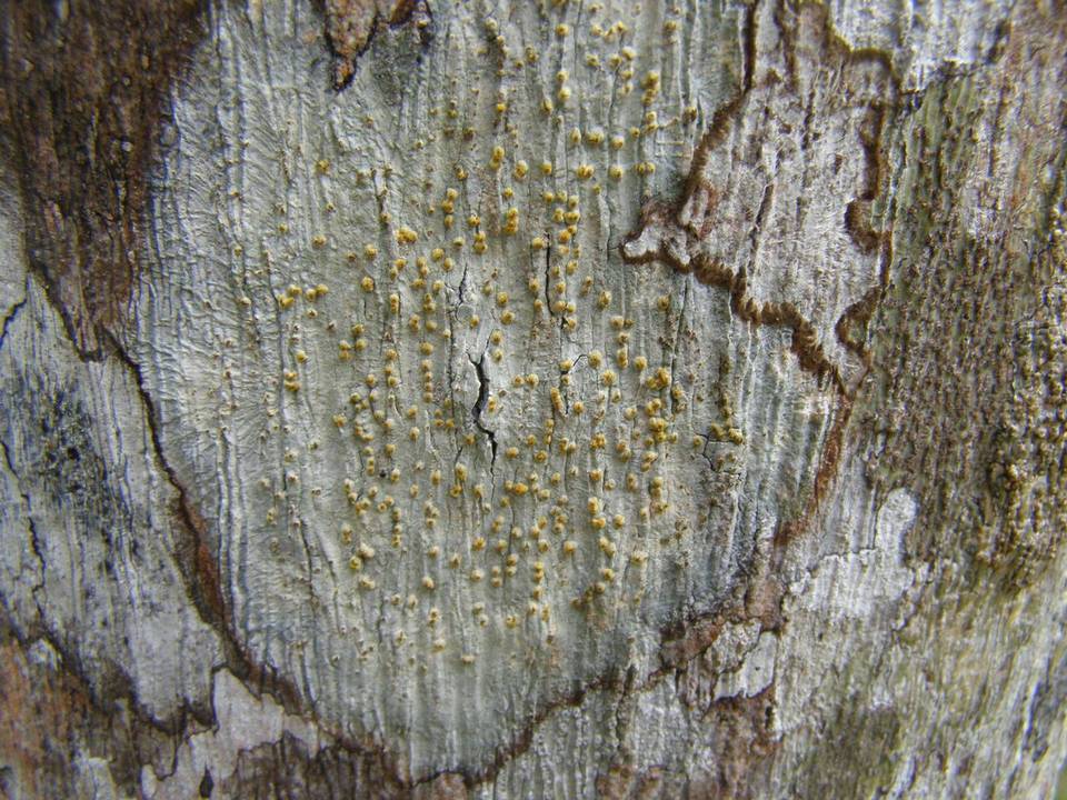 Trypethelium neogalbineum image