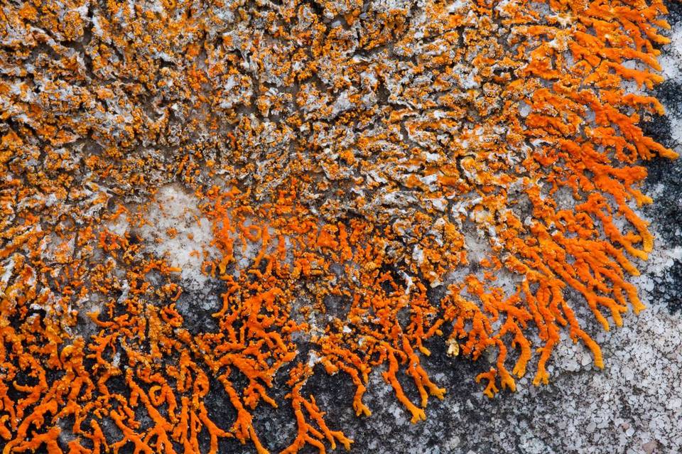 Xanthoria sorediata image