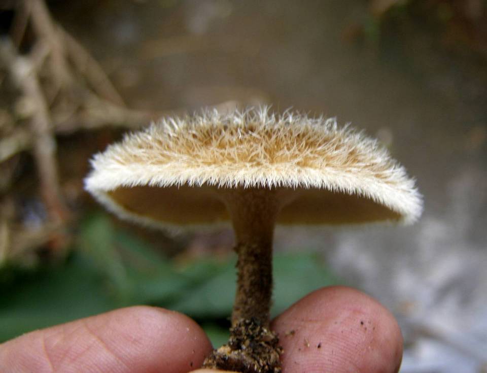 Lentinus berteroi image