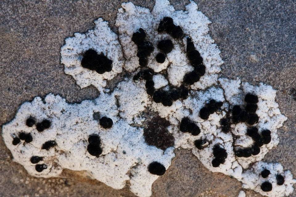 Rhizocarpon chioneum image