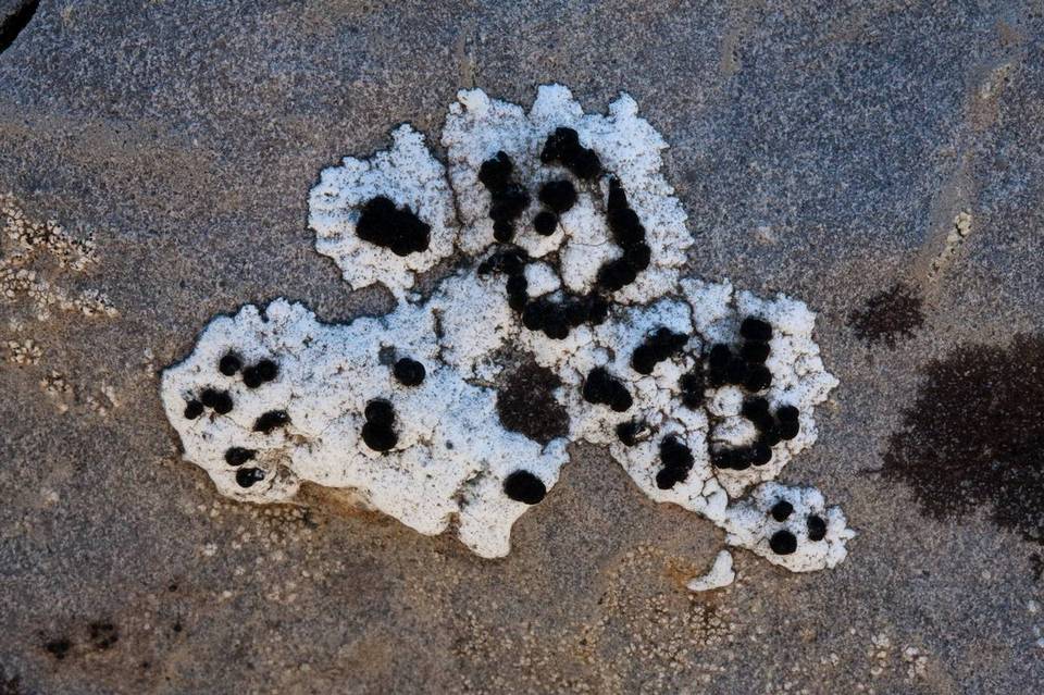 Rhizocarpon chioneum image