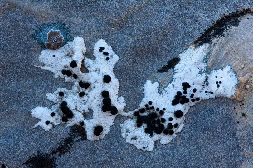 Rhizocarpon chioneum image