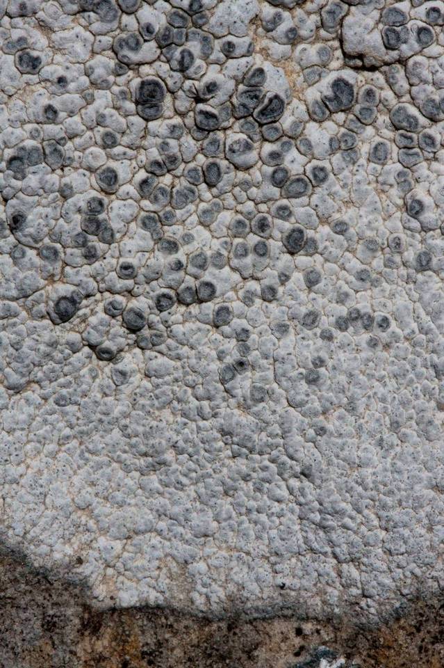 Aspicilia candida image