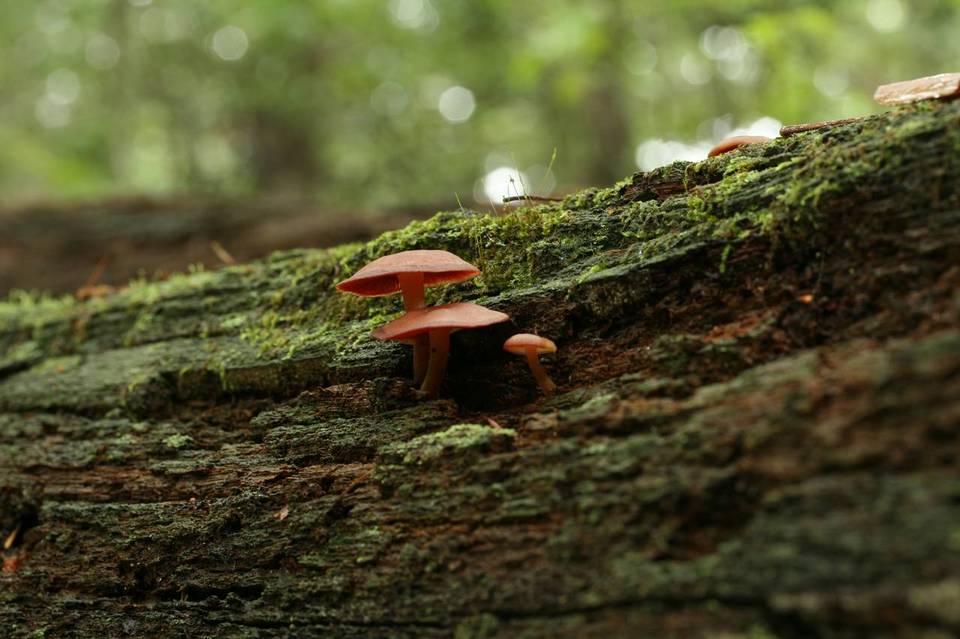 Callistosporium purpureomarginatum image