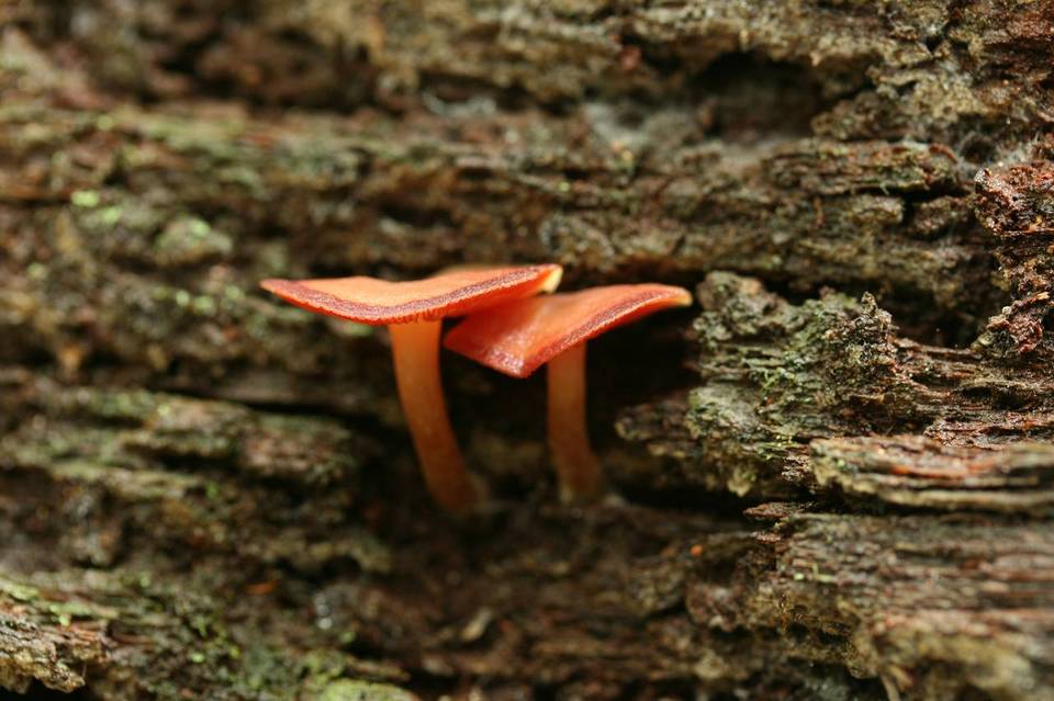 Callistosporium purpureomarginatum image