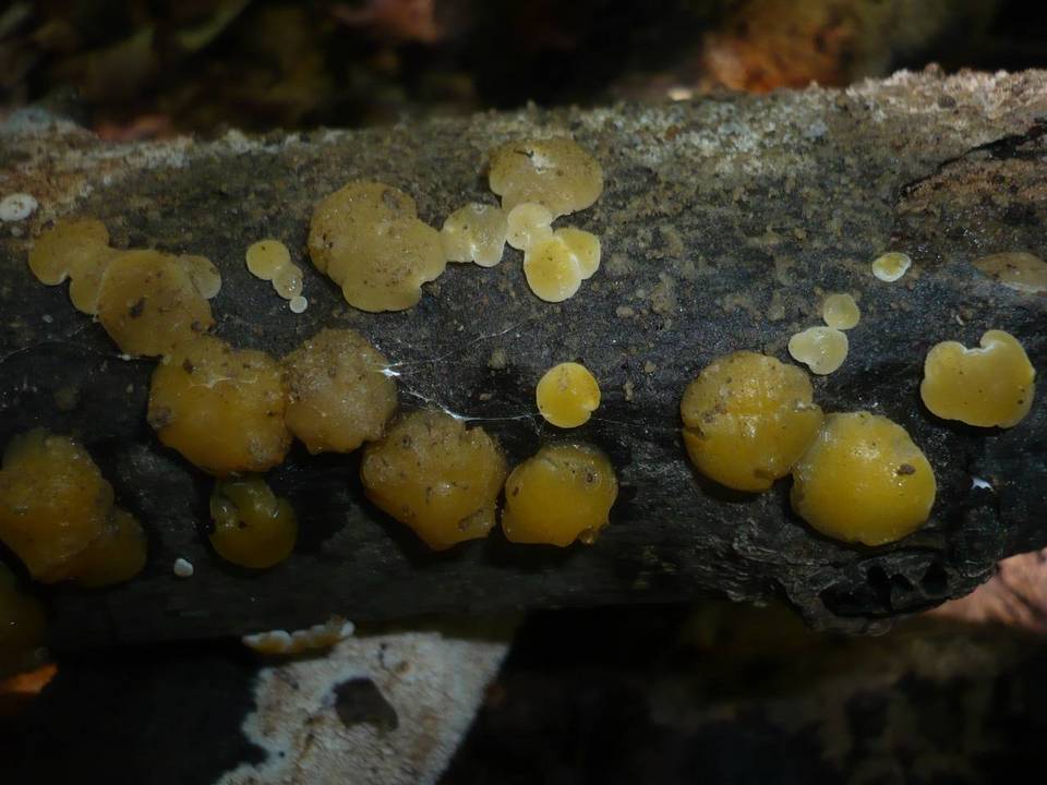 Ditiola peziziformis image