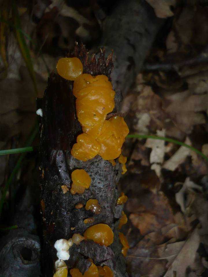 Ditiola peziziformis image