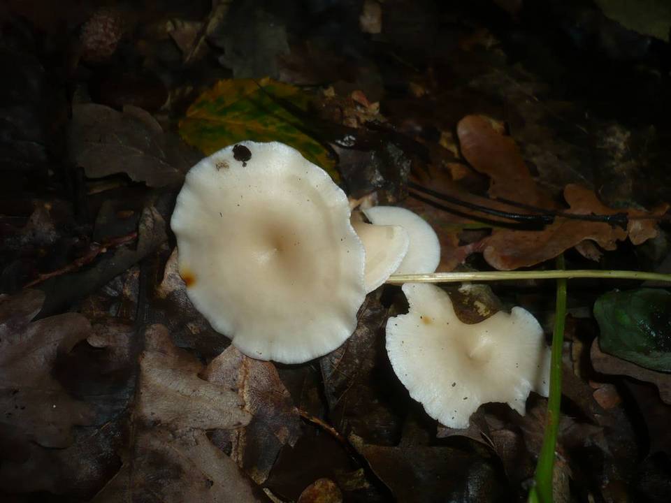 Leucocybe candicans image