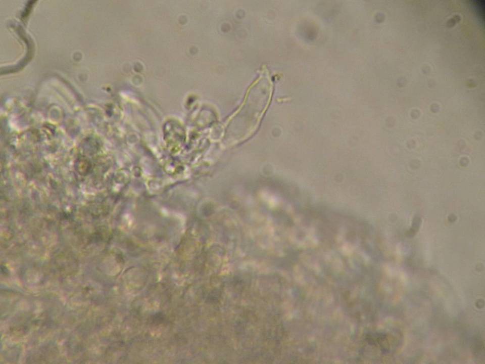 Mycena fuliginella image