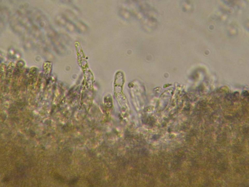 Mycena fuliginella image