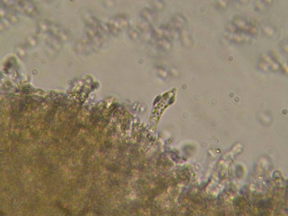 Mycena fuliginella image