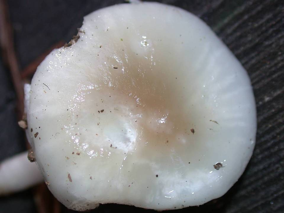 Hygrocybe fornicata var. fornicata image