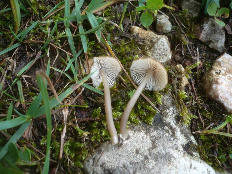 Entoloma politoflavipes image