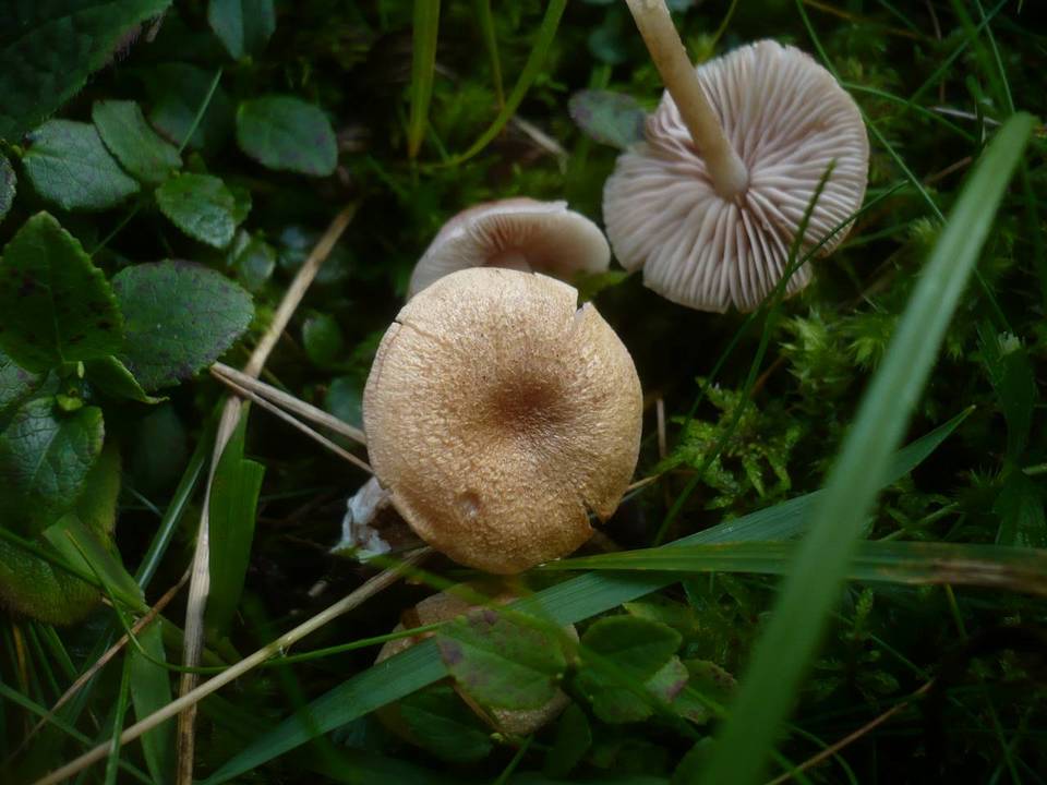 Entoloma queletii image