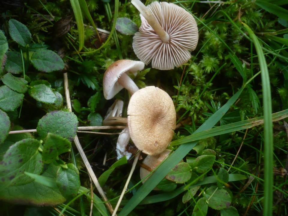 Entoloma queletii image