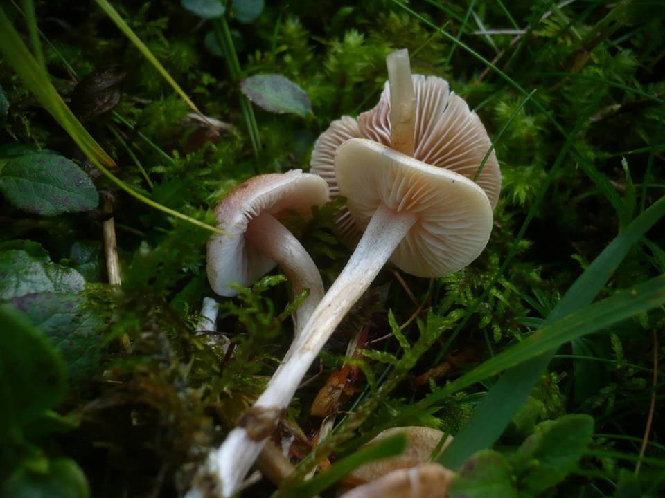 Entoloma queletii image