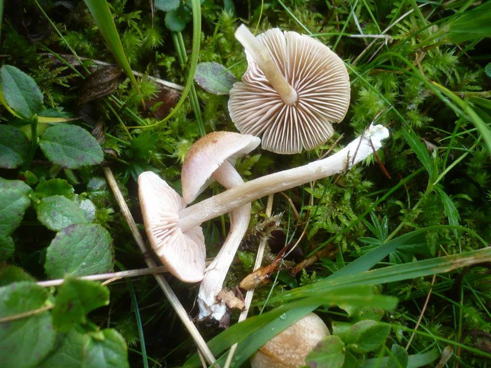Entoloma queletii image