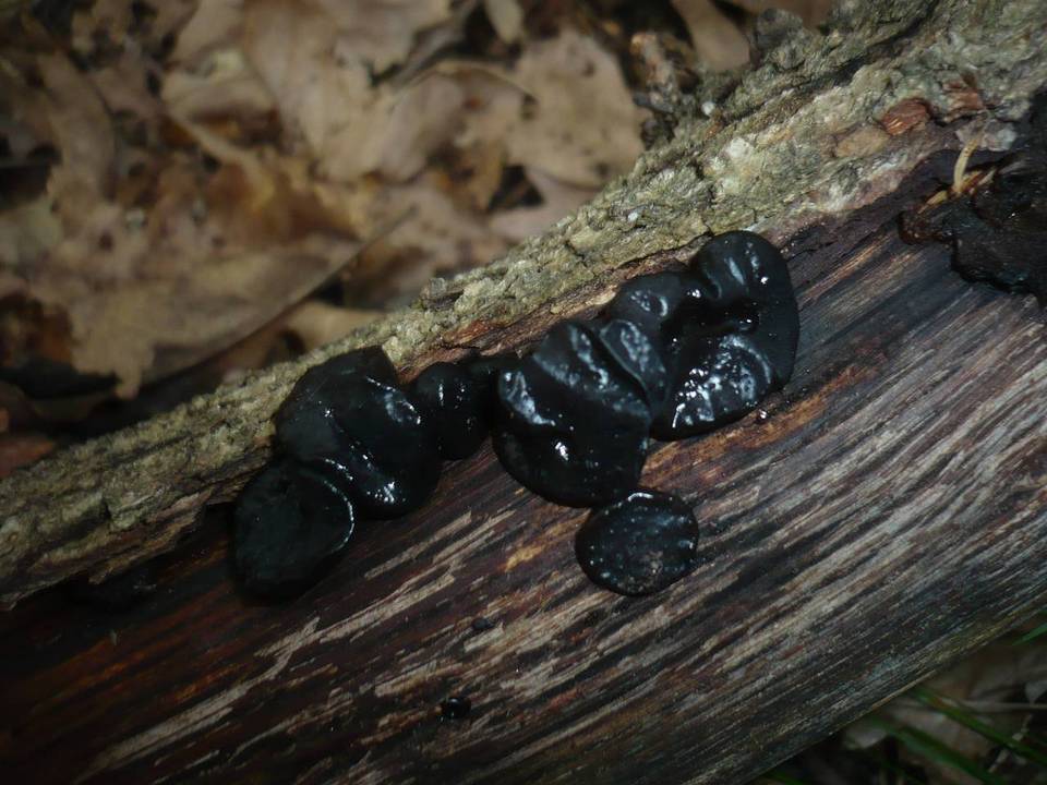 Exidia truncata image