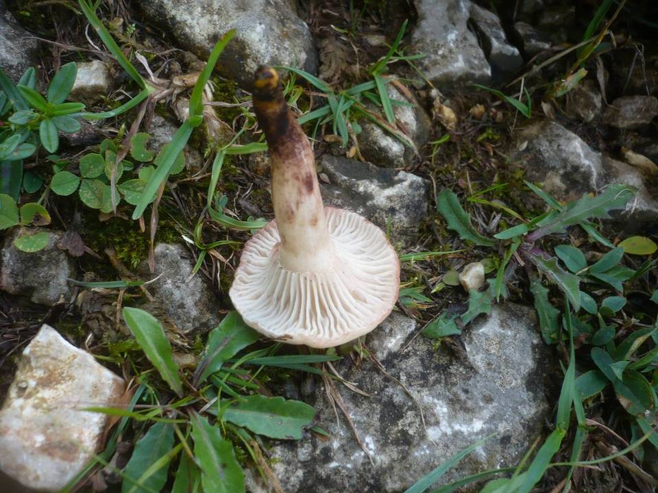 Gomphidius maculatus var. maculatus image