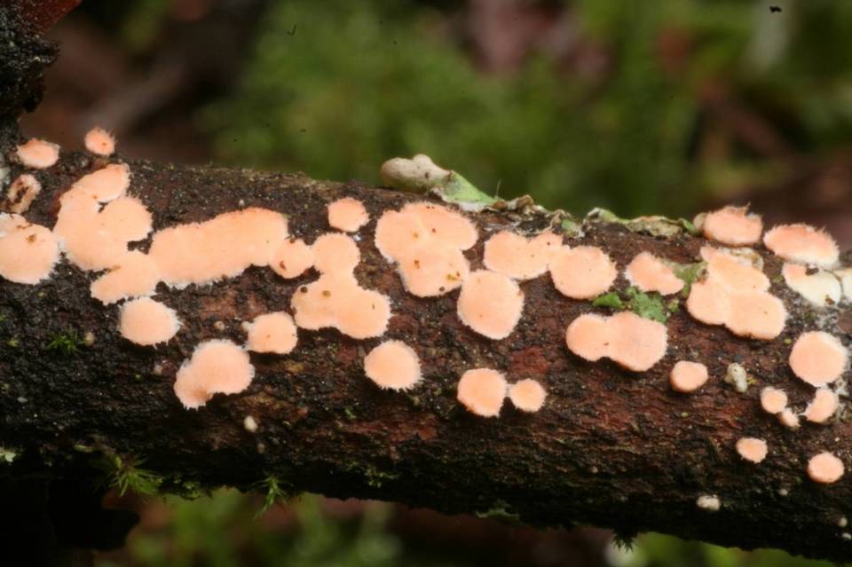 Aleurodiscus grantii image