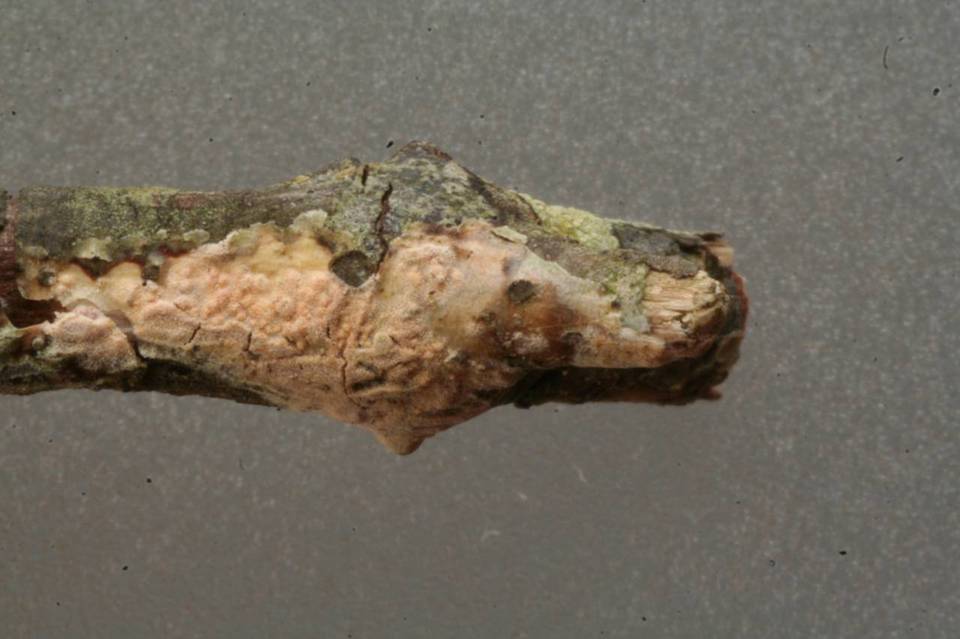 Aleurodiscus aurantius image