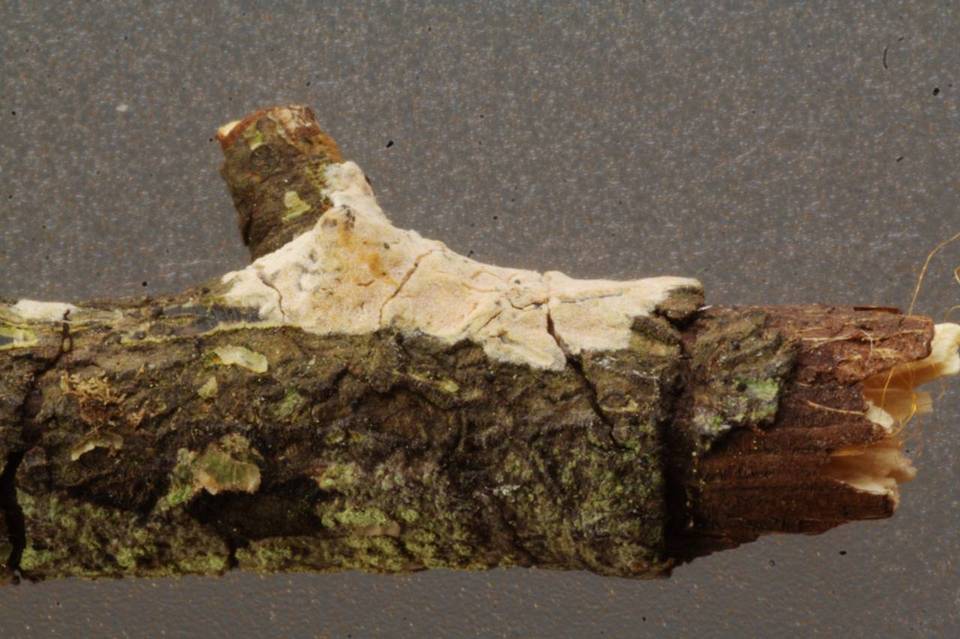 Aleurodiscus aurantius image